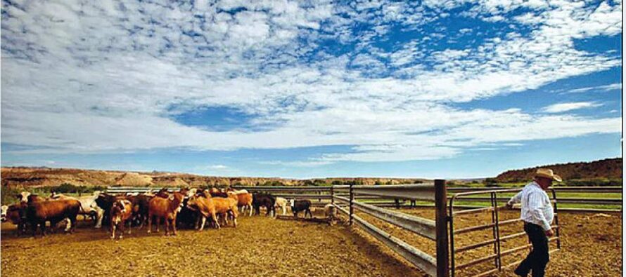 Cliven Bundy, il cowboy ribelle sfida il governo E diventa l’idolo dei libertari Usa