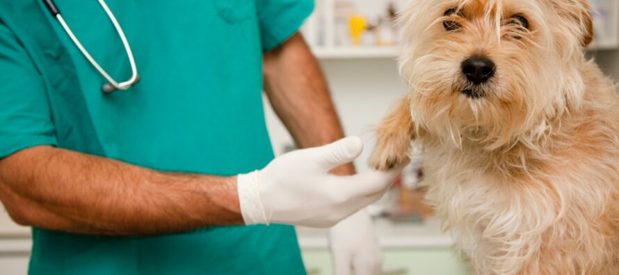 Com’è difficile curare cani e gatti “Costi alle stelle per le medicine”