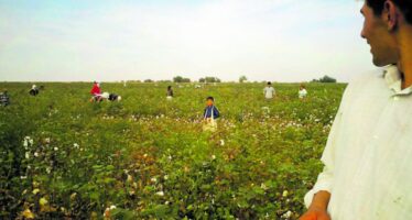 Bangladesh. Dai campi di cotone uzbeki alla boutique, filiera criminale