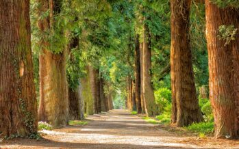 Magnate inglese lascia una verde eredità: 10 milioni di nuovi alberi