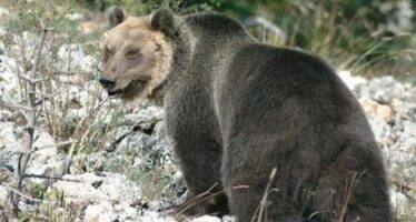 M49. «Giù le armi dall’orso»: il ministro Costa diffida lo sceriffo di Trento